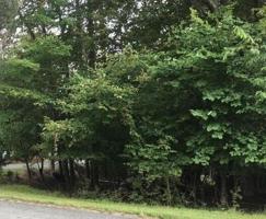 Lot 13 Alpine DR