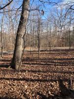 Lot 53 Gap Bridge RD