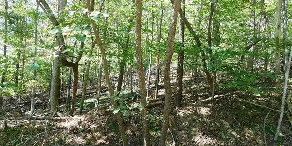 Image 2: Pic #1