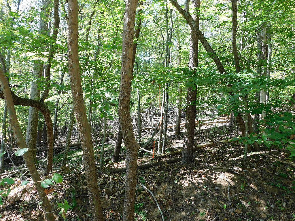 Image 3: Pic #2