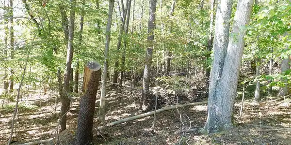 Image 4: Pic #3