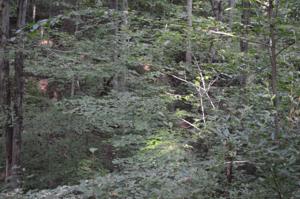 LOT 90 SOUTH HICKORY HILL DR