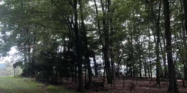 Image 4: lot1