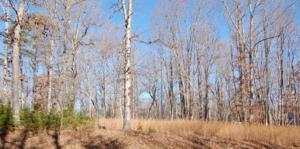 Lot 73 Stripers LN