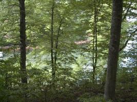 Lot 101 Jacobs Hollow