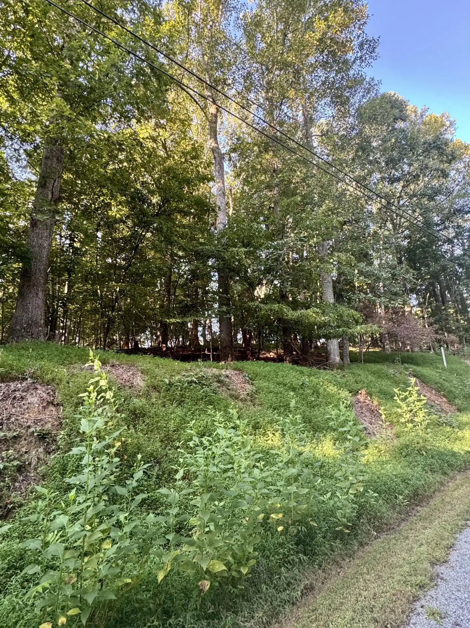 Image 1: Lot