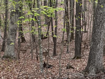 Lot 7 Lochwood AVE