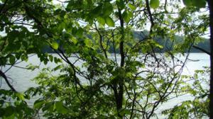 Lot 18 Minnow LN