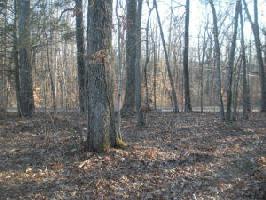 LOT 24 Carlos RD