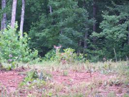 Lot 38 BLAZING RIDGE DR