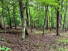 Lot 43 Chestnut DR