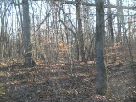 LOT 31 Carlos RD