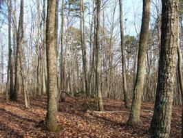 Lot 374 Mt Airy RD