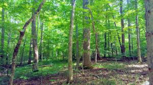 Lot 28 Poplar Ridge DR