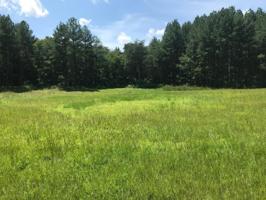 Lot 10 Pine Watch CIR