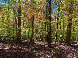 Lot #36 Long Pine CT
