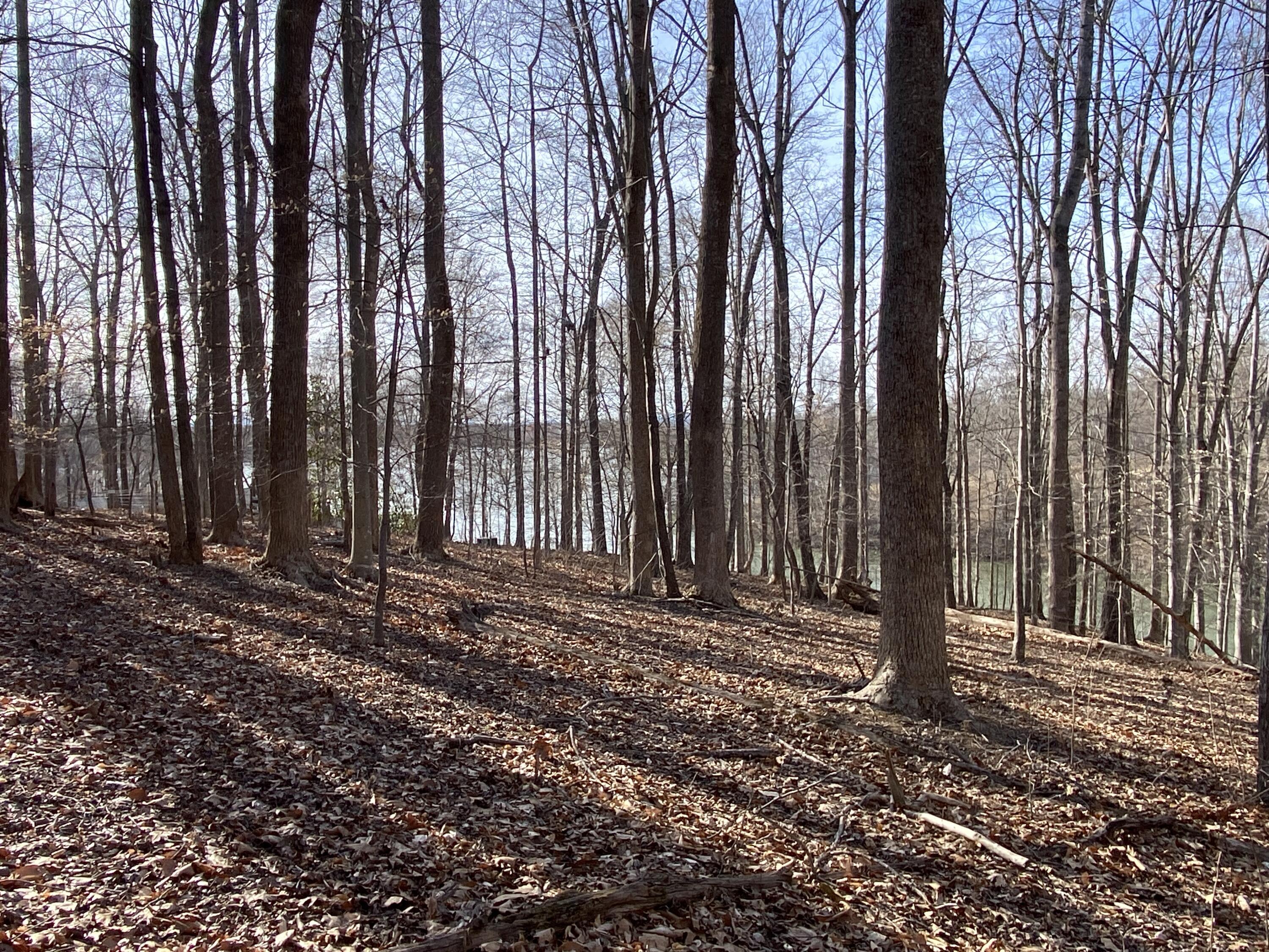 Image 2: Beautiful Acreage
