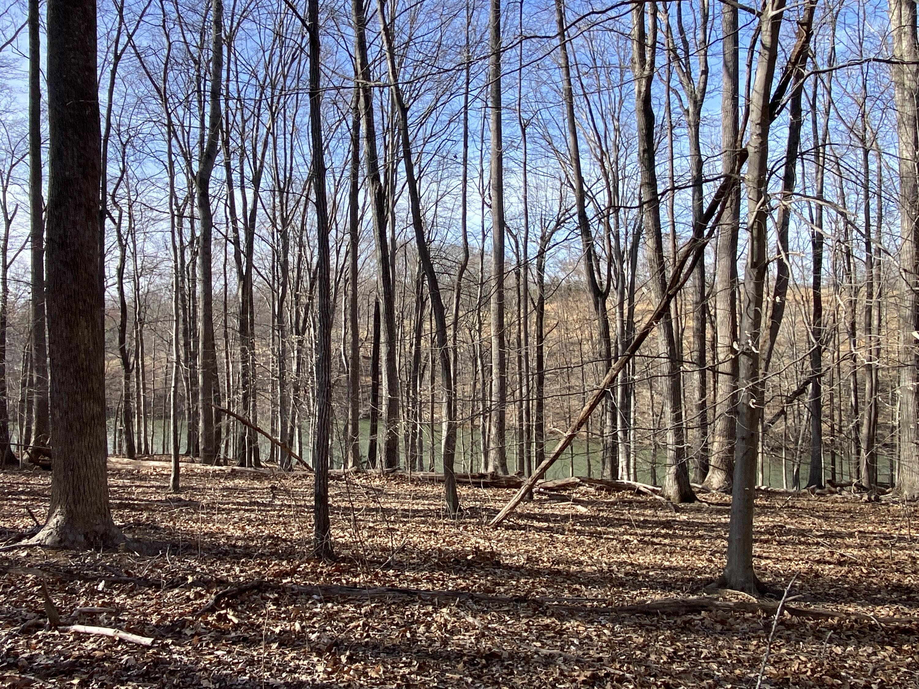 Image 3: 5.11 Acres