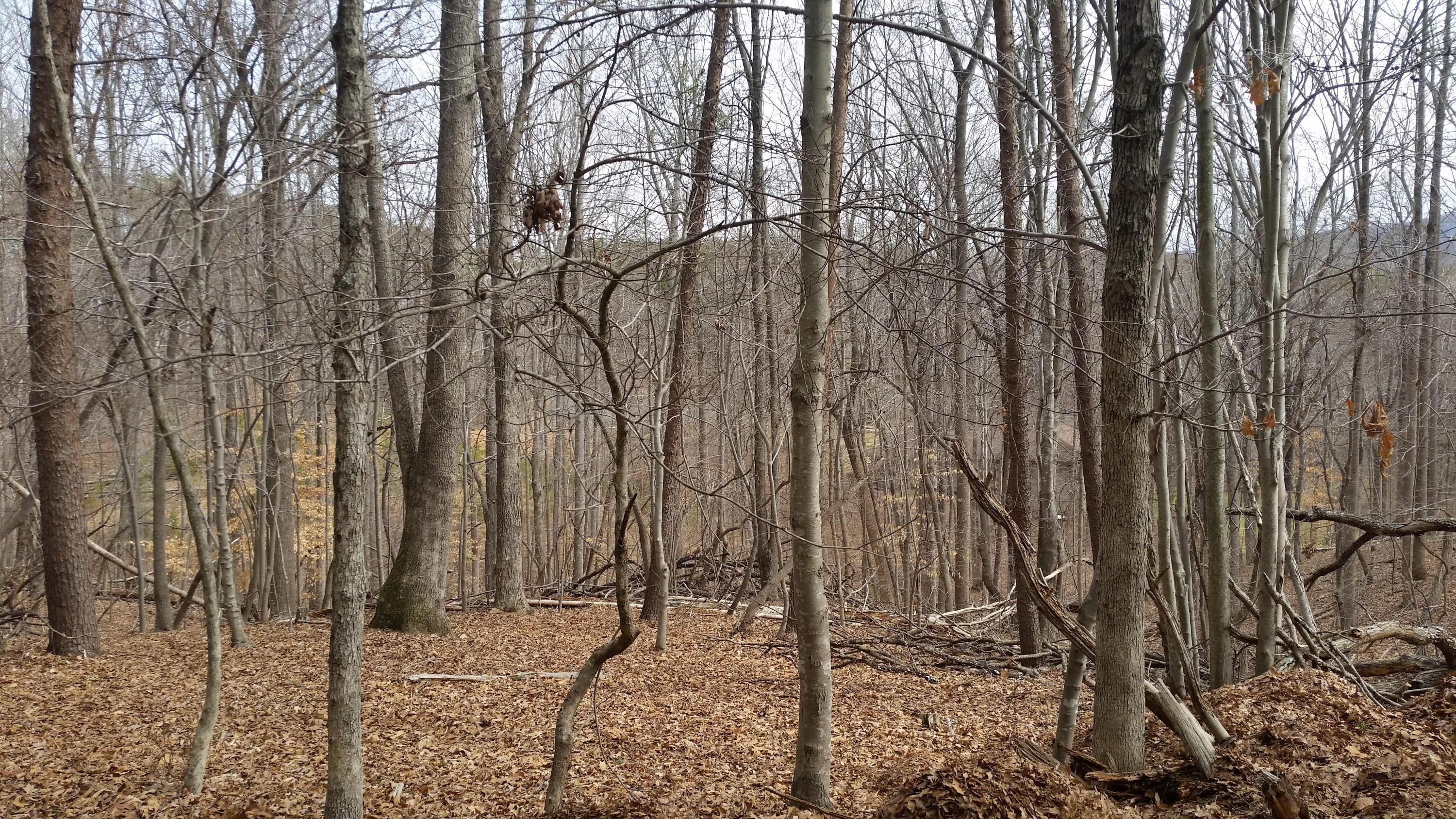 Image 4: Water Access Lake Lot