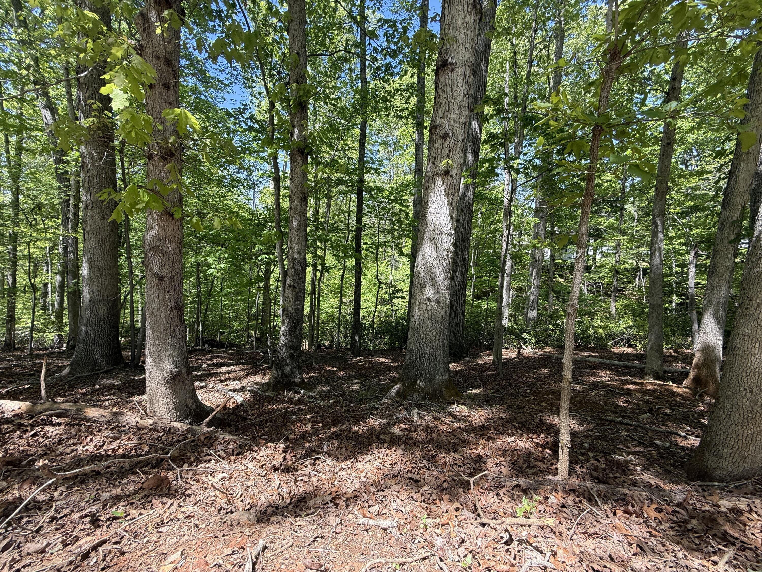 Image 2: IMG_2032