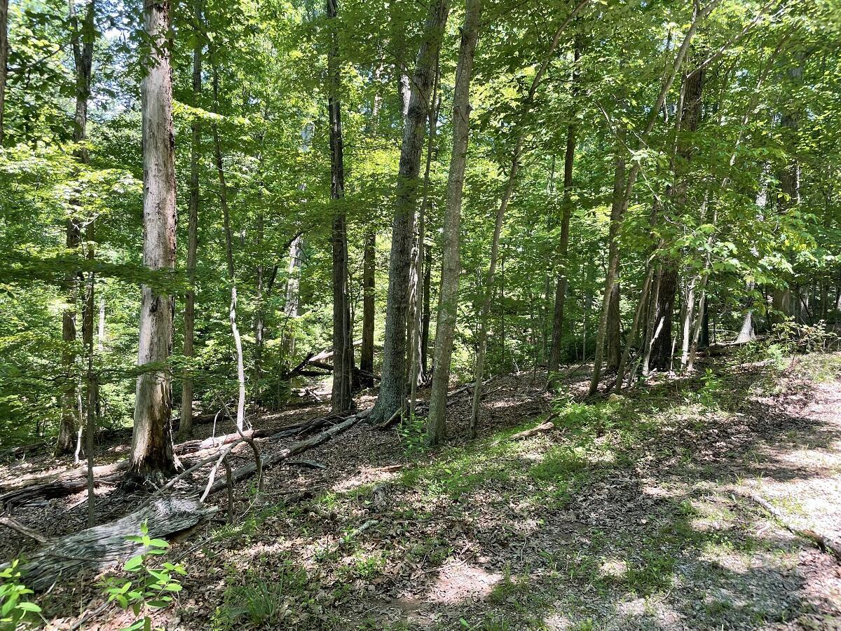 Image 3: Cedar Bluff 2