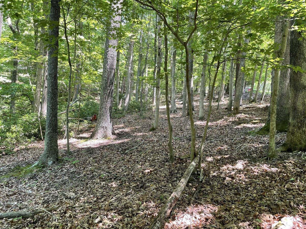 Image 4: Cedar Bluff Ln.