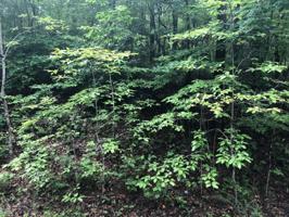 Lot 12 Cedar Bluff LN