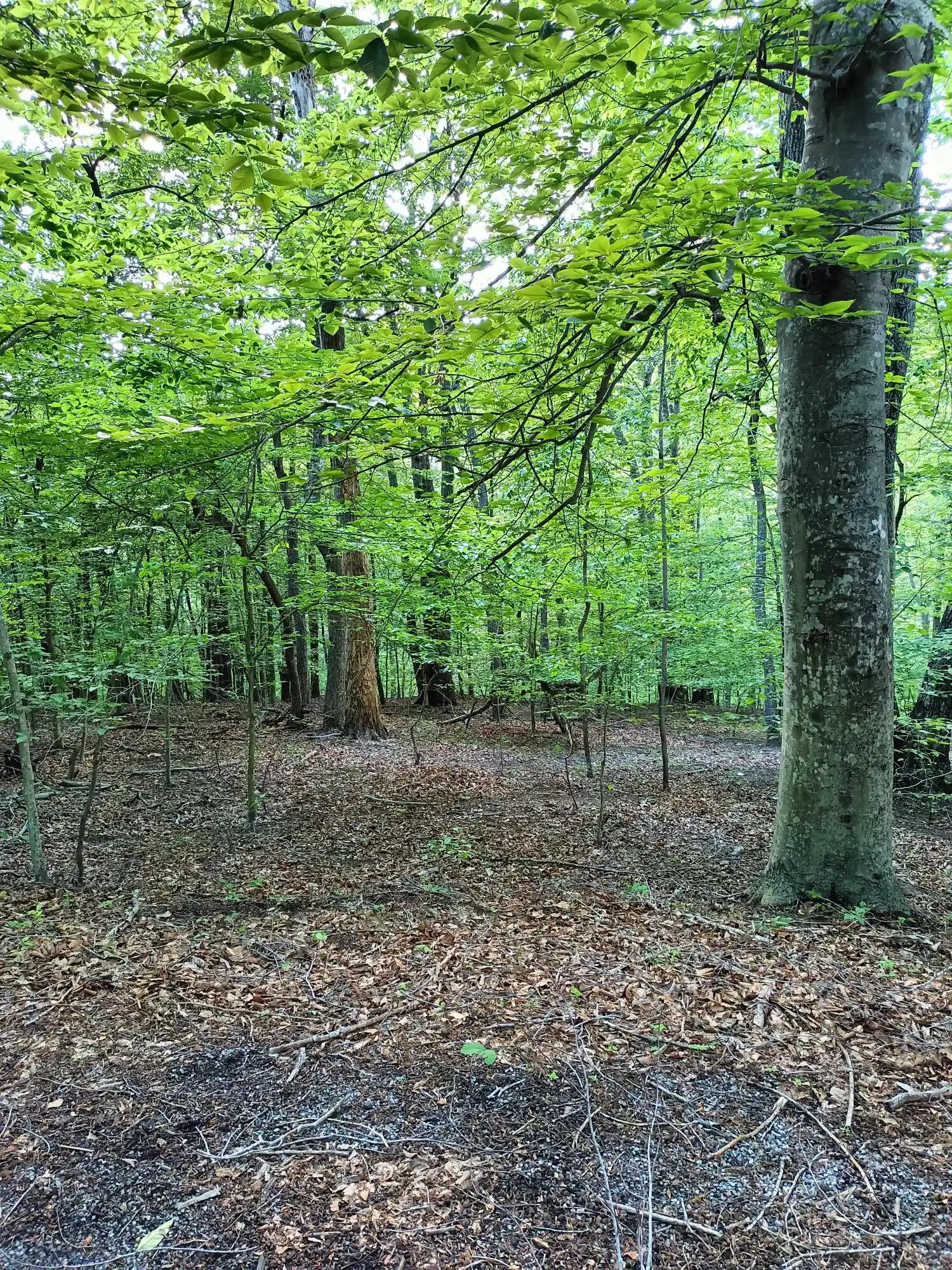 Image 1: lot 41