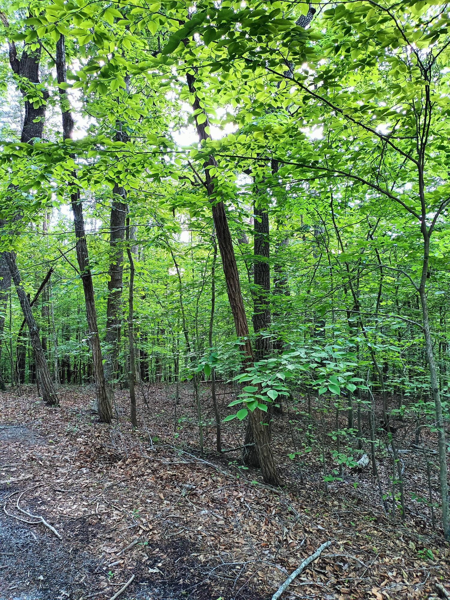 Image 2: lot 41