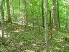 LOT 12 CEDAR BLUFF LN