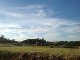 Lot 24 Wading Crane LN