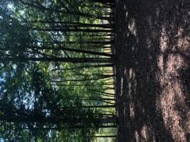 Lot 57 Lakewatch CIR