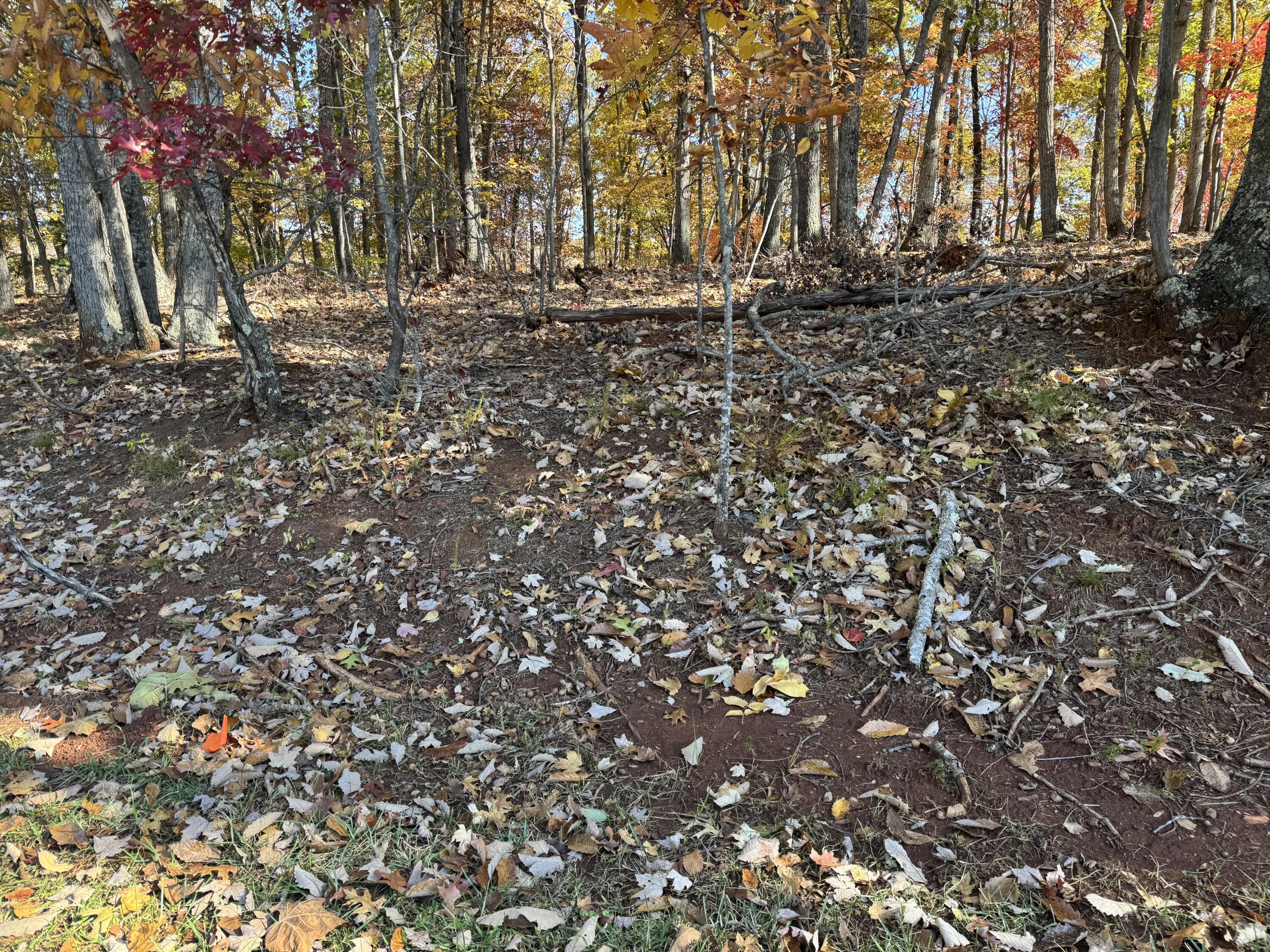 Image 4: IMG_6228