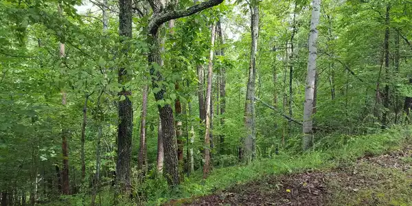 Lot #9 Cedar Bluff LN