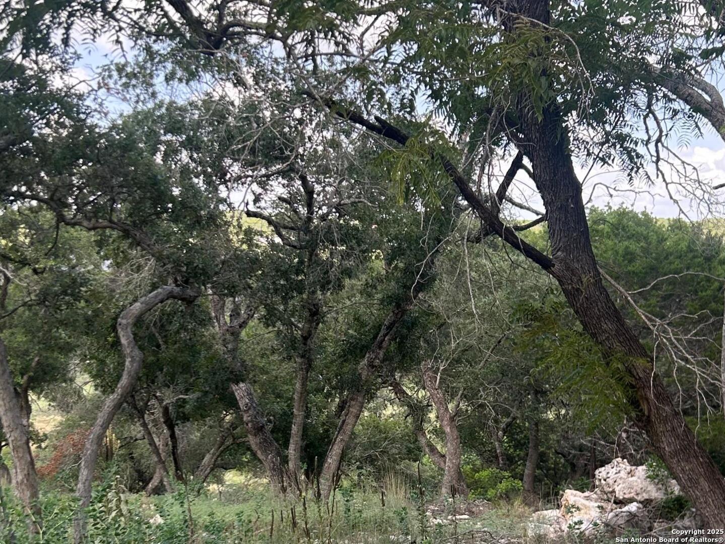 Image 4: Interior of lot, red oaks and live oak