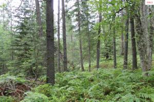 NKA Sitting Bull Rd (5.4 acres) lot 41