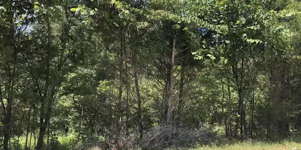 15 Ky-196