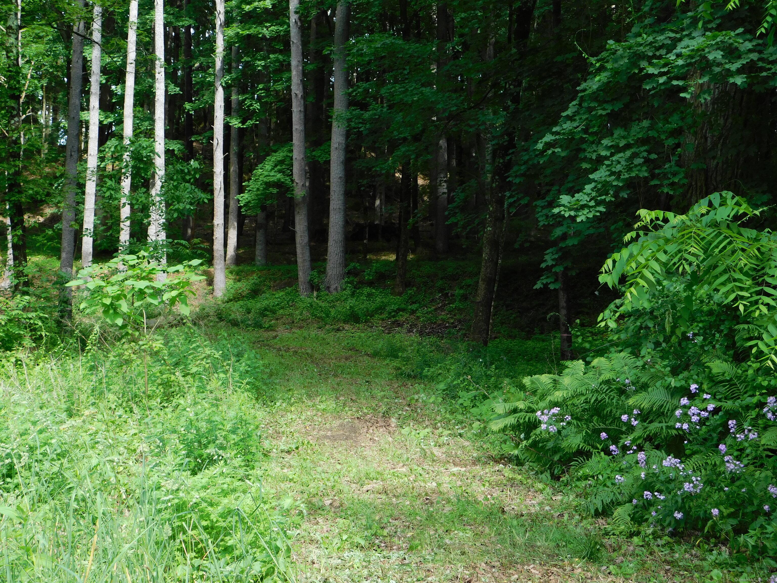 Image 1: A jaunt in the woods...