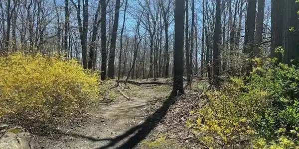 Pine Trail