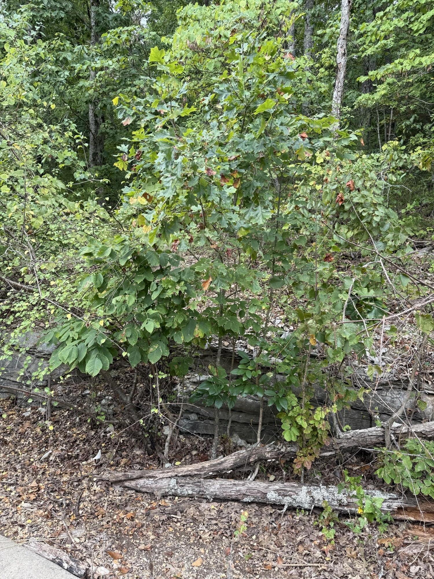 Image 4 Image 4