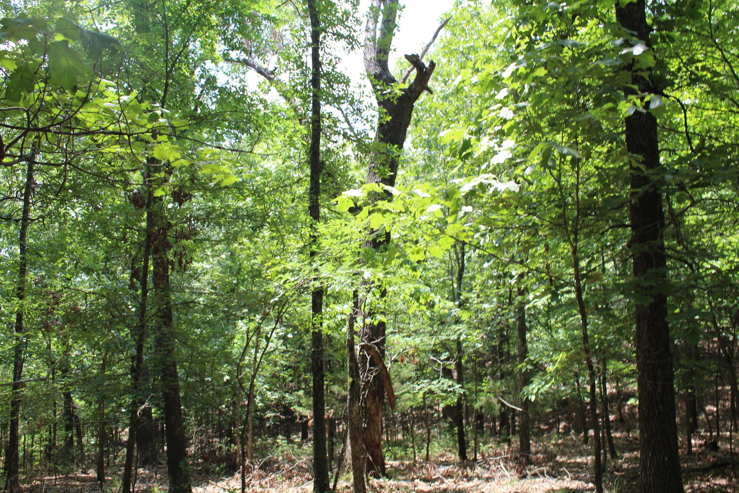 Image 4 Image 4
