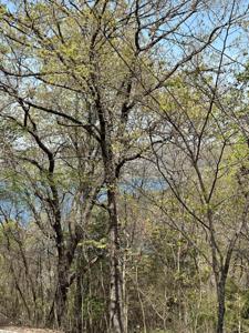 Lot 75 Country Lane
