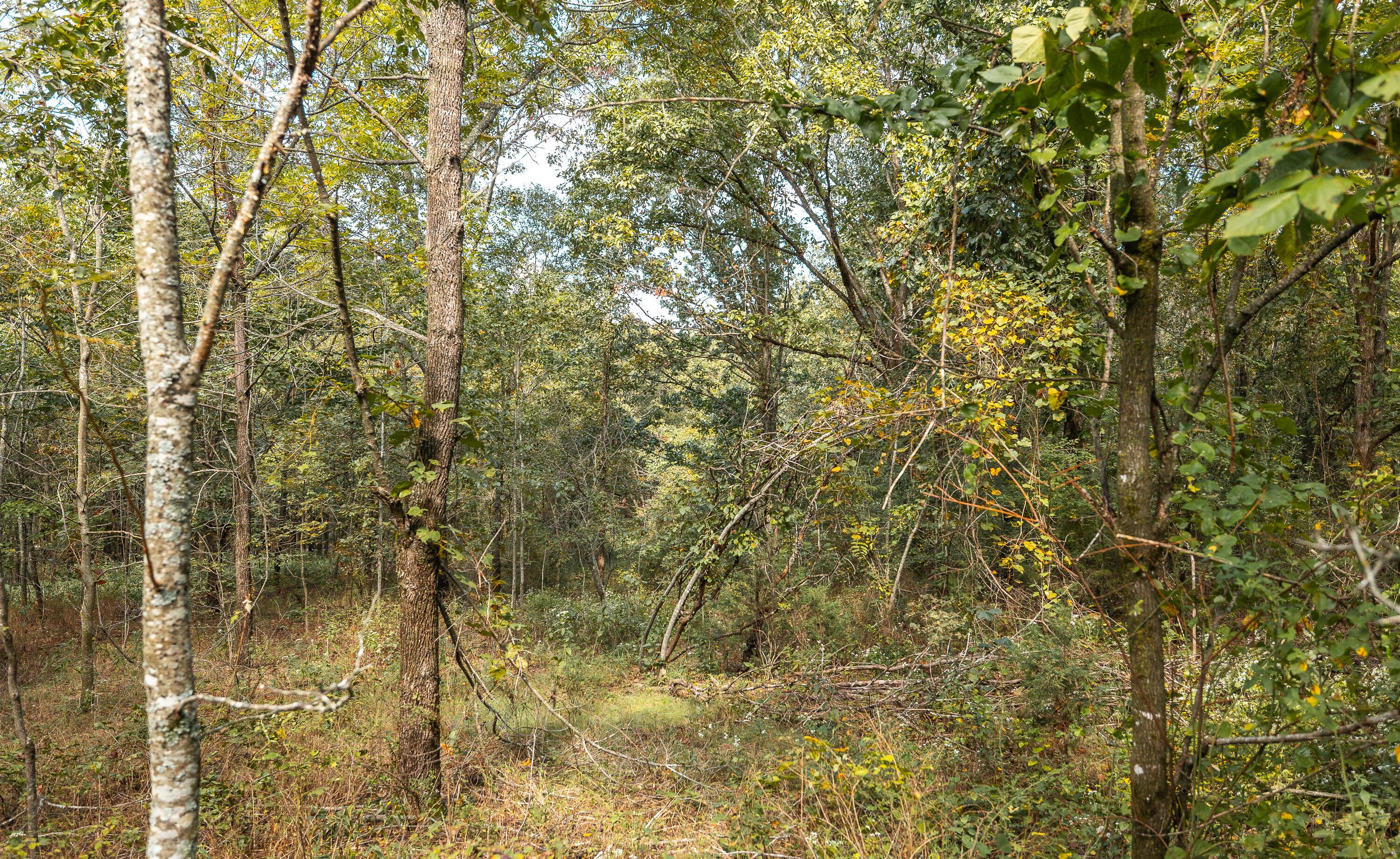 Image 4 Image 4