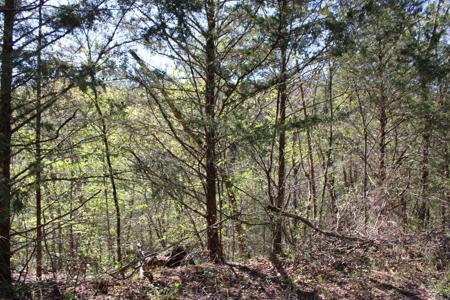 Lot #25 Gumbo Woods