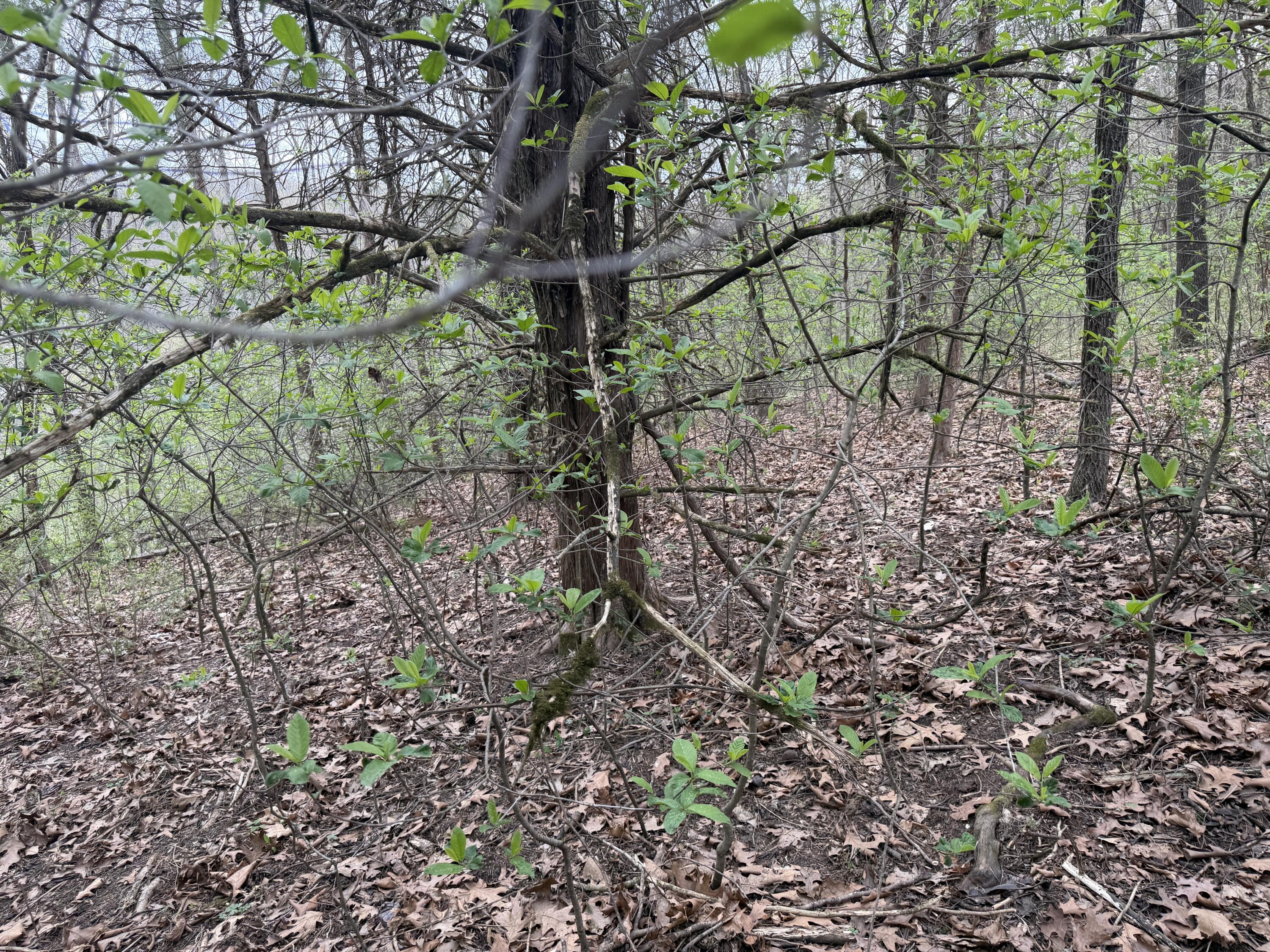 Image 4 Image 4