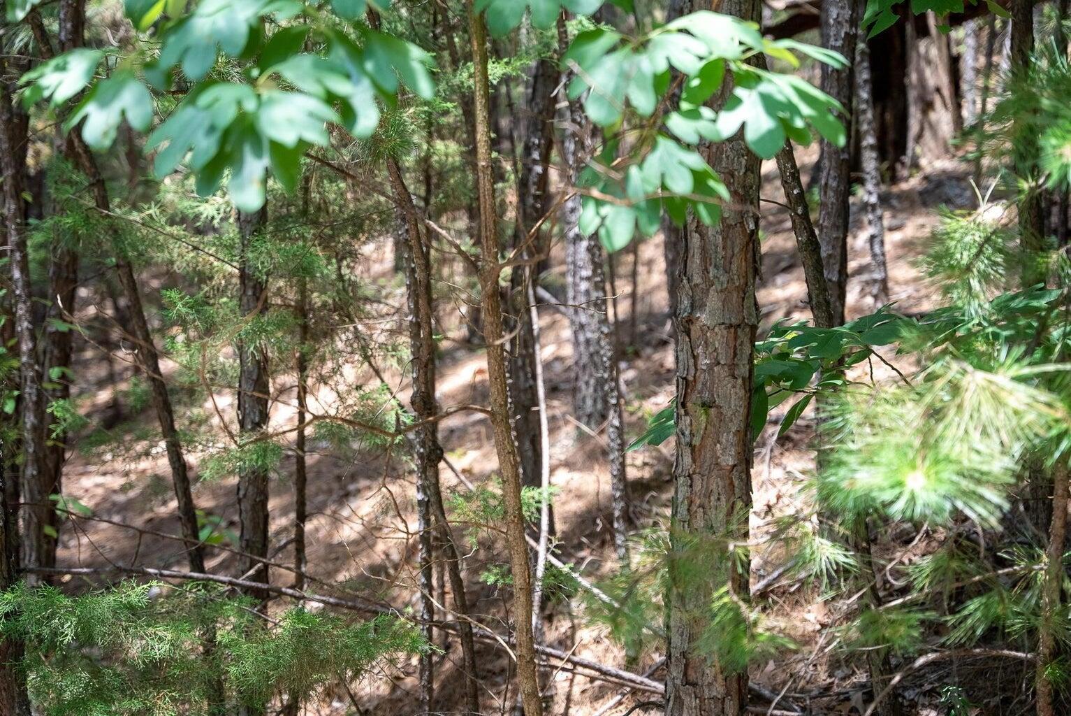 Image 4 Image 4