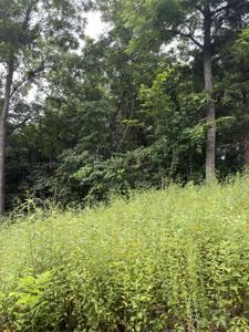 Lot 219 Big Creek Road