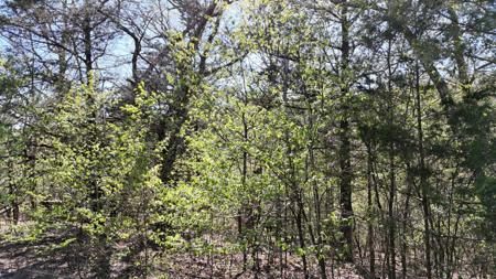 Lot #94 Gumbo Woods