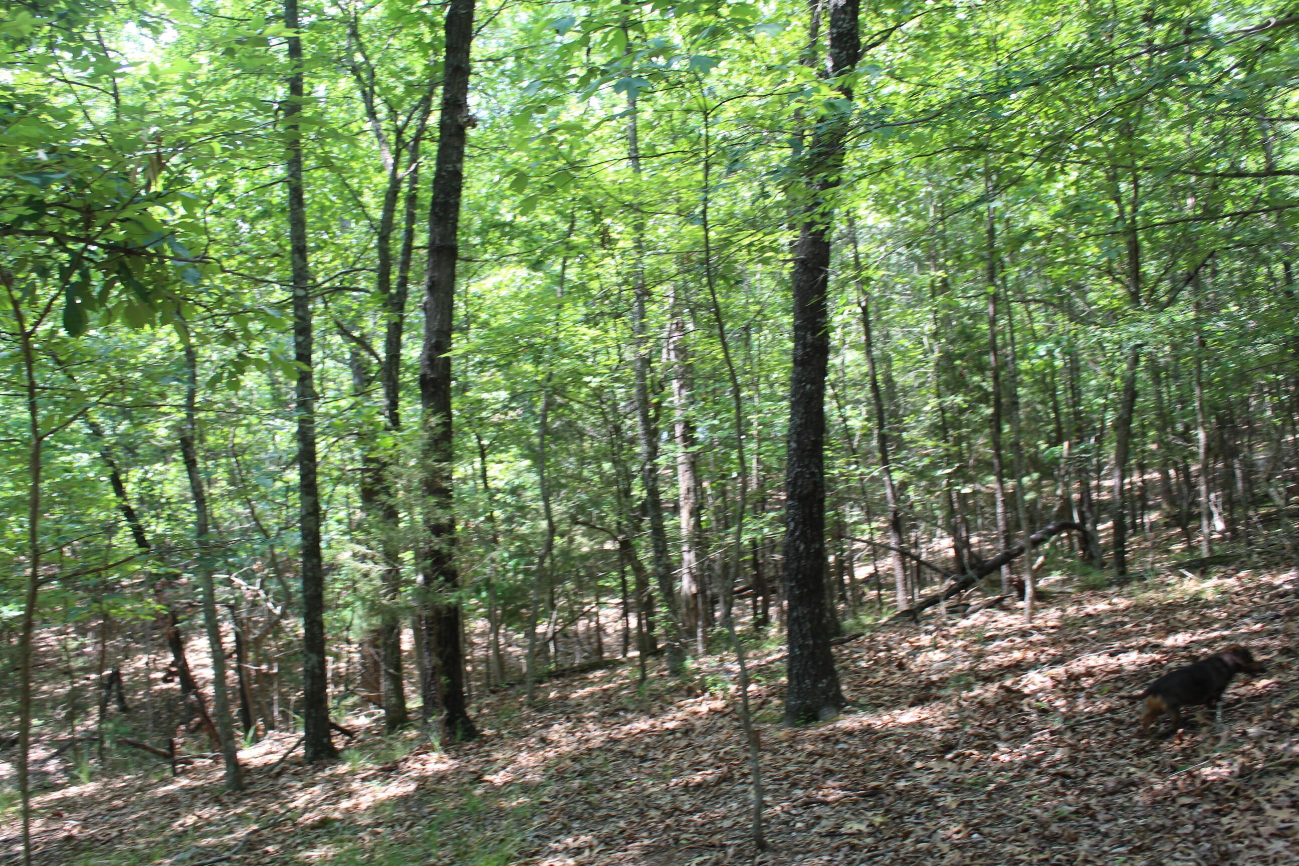 Image 4 Image 4