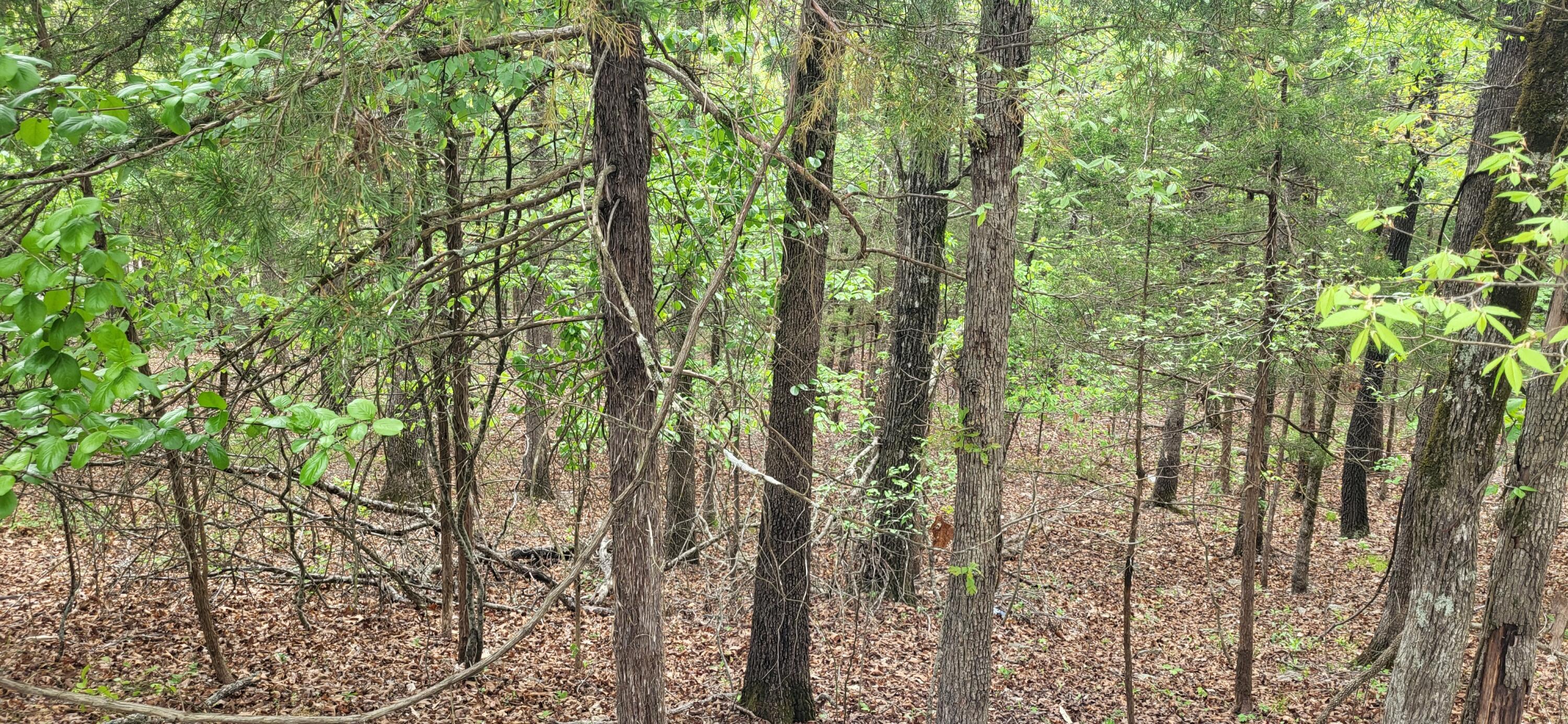 Image 2 Image 2